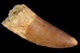 Carcharodontosaurus Tooth - Robust Tooth #99801-1